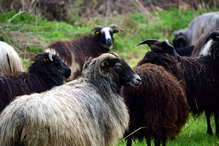 κοπάδι πρόβατα, πρόβατα, βοσκότοποι, κοπάδι, ζώα, Λιβάδι, μαλλί