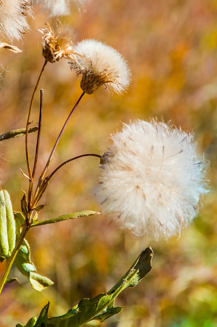 Herbst, Grass, Closeup, Natur