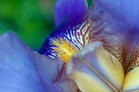 pistil, Iris, blomst, syrin, makro, blå petans