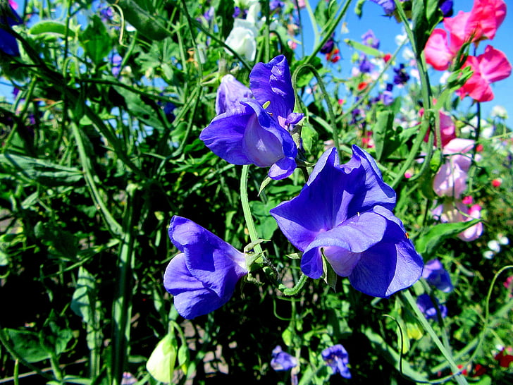 Lathyrus, flori, vara, natura, floare, gradina, cer albastru