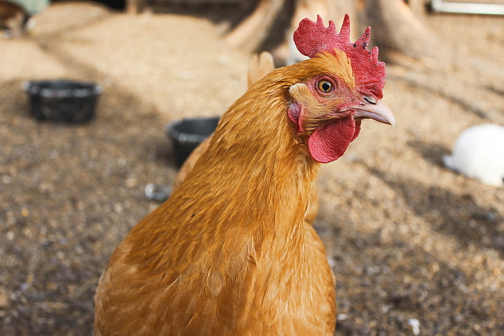 animale, fotografia degli animali, pollo, Close-up, azienda agricola, macro, Gallo