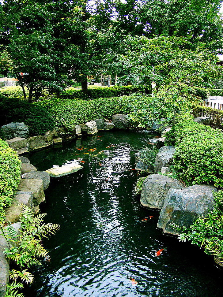 Japon, Tokyo, Asakusa, Koi, jardin, l’Asie, étang