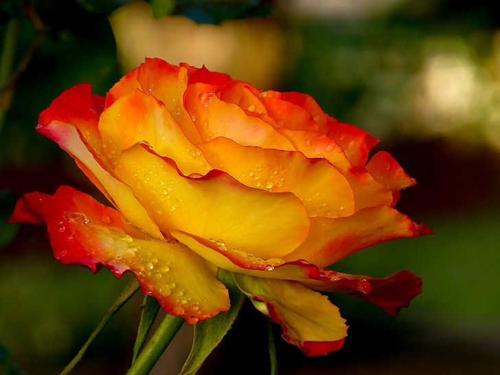 Hoa hồng, Sân vườn, Làm đẹp
