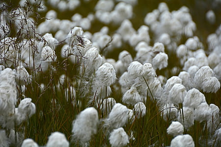 cottongrass, φυτό, λευκό, κυπεριδοειδών, Stengel, χλόη, αφράτο