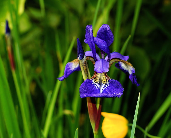 blomma, Iris, blå, hoppas, Vacker, naturen, Anläggningen