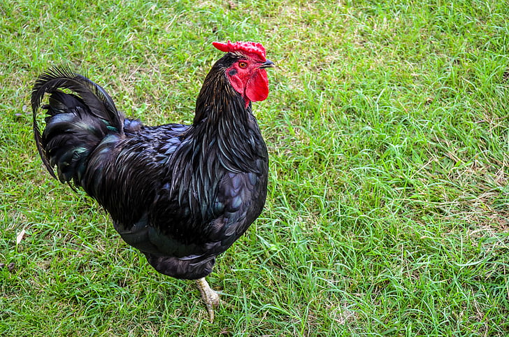 rooster, bird, poultry, chicken, farm, hen, animal