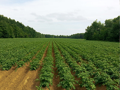 potato, fields, agriculture, farming, farm, food, husbandry