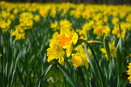 ซุย pseudonarcissus, ดอกแดฟโฟดิล, ดอกไม้, ดอก, บาน, สีเหลือง, ฤดูใบไม้ผลิ
