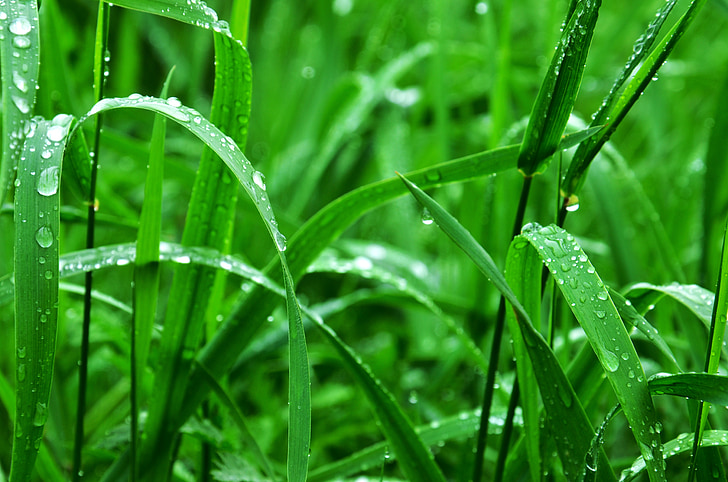 χλόη, υγρό, πράσινο, βροχή, σταγόνες βροχής, φύση, το καλοκαίρι