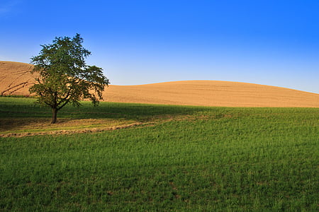 field, tree, landscape, arable, summer, nature, agriculture