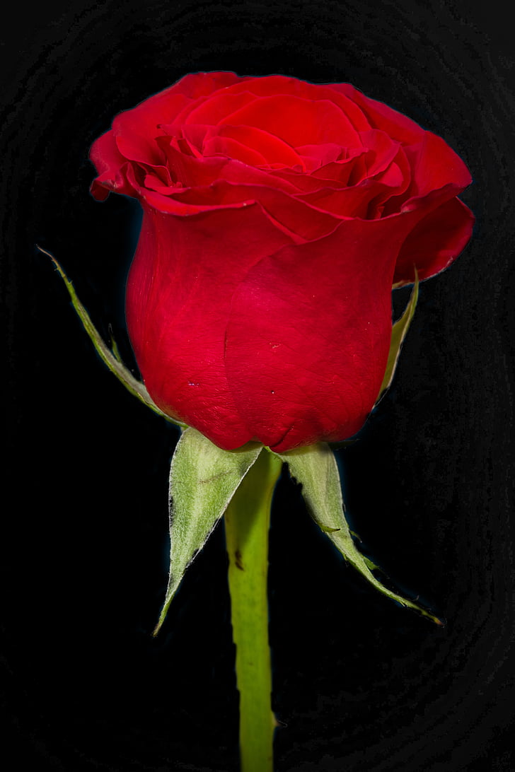 Rosa, Red, floare, a crescut, flori, Rossa, natura