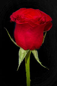 Rosa, vermell, flor, Rosa, flors, rossa, natura