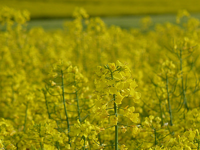 field of rapeseeds, yellow, bright, oilseed rape, spring, blossom, bloom