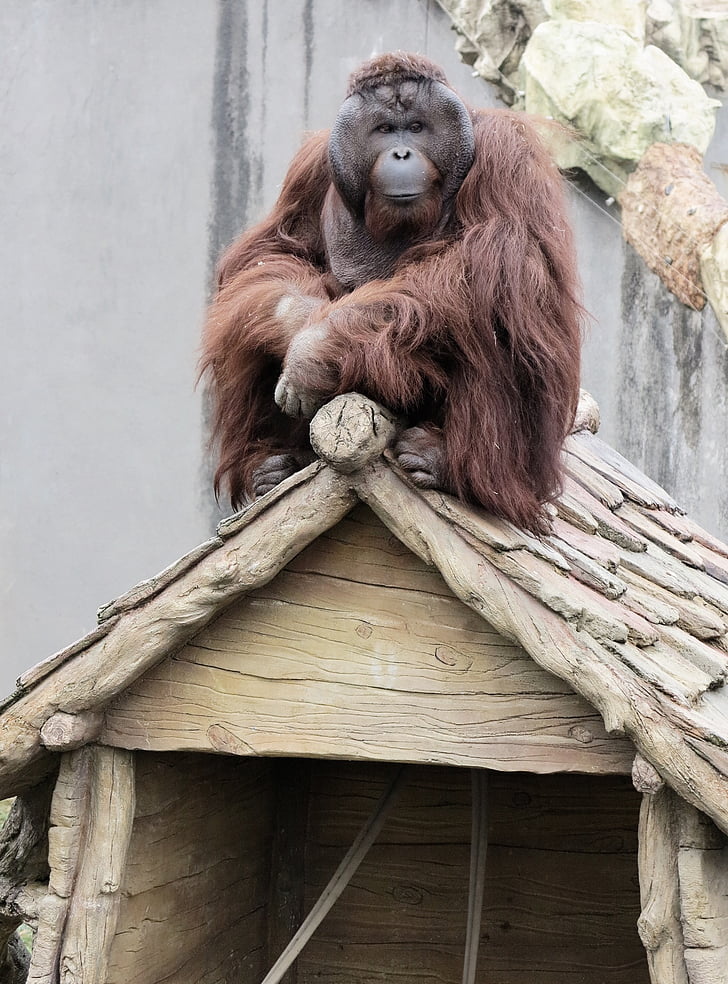 orangután, animal, primates, mono, Parque zoológico, en el techo