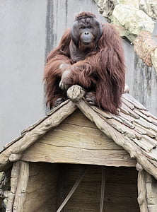 orangotango, animal, primatas, macaco, jardim zoológico, no telhado