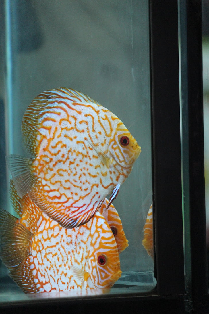 poisson, blanc, Fish Tank, Aquarium