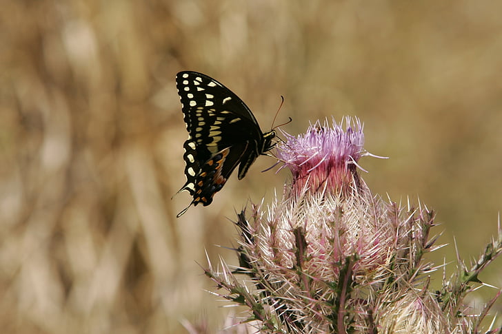 butterfly, swallowtail, flower, wildlife, nature, macro, scenic