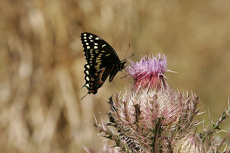 kupu-kupu, Swallowtail, bunga, satwa liar, alam, makro, indah