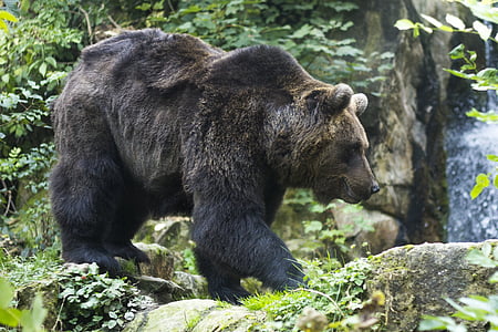 медведь, фурри, Зоопарк, Парк дикой природы, млекопитающее, коричневый, Мех