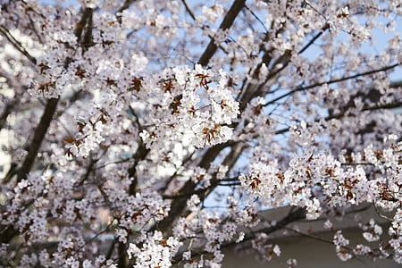 puu, kirsikankukka, Sakura, kukat, kevään, kevään kukat, huhtikuuta