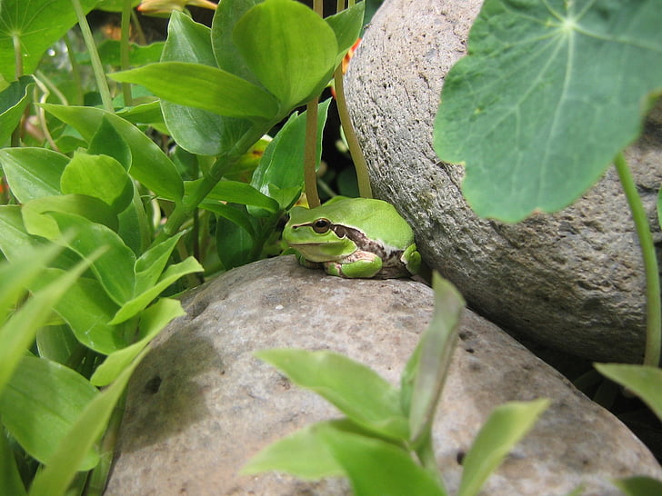 żaba, ogród, Frog pond