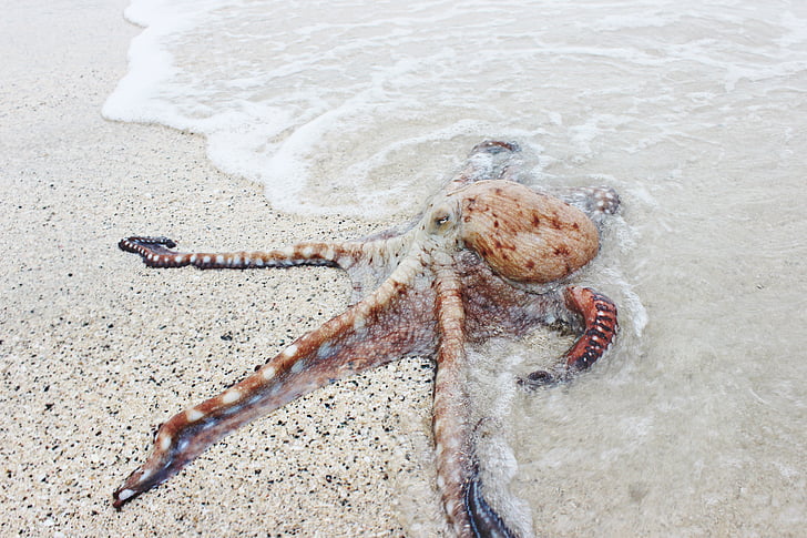 octopus, near, seashore, photo, beach, eye, tentacle