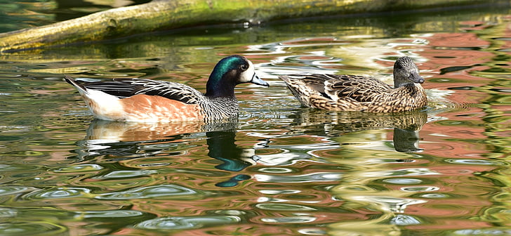ducks, pair of ducks, water, couple, nature, bill, plumage