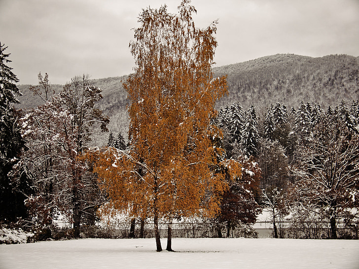 tree, snow, winter, forest, holiday, snowy, white