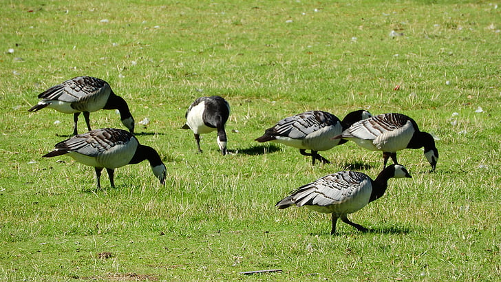 Canada goose, Branta leucopsis, Husa, ptáci, kachny, pasoucí se, vodní pták