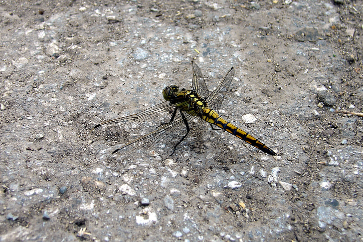 Dragonfly, macro, zomer