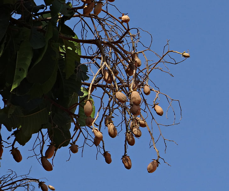 indiai copal, Malabári faggyú, Piney lakk, vateria indica, fa, gyümölcsök, gyantás