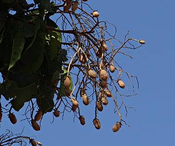 indischer kopal, Malabar Talg, Piney Lack, Vateria indica, Baum, Früchte, harzig