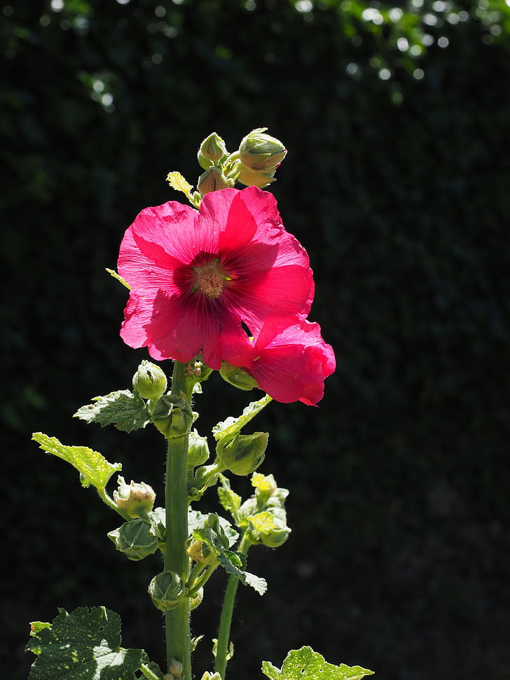 stock rose, alcea rosea, purple, red, hollyhock, poplar rose, stock rose garden