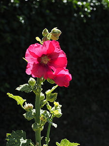lager rose, alcea rosea, lilla, rød, hollyhock, poppel rose, lager rosehage