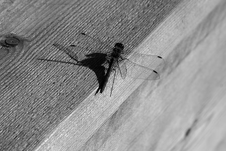 mosquito, black white, shadow, bank, wood