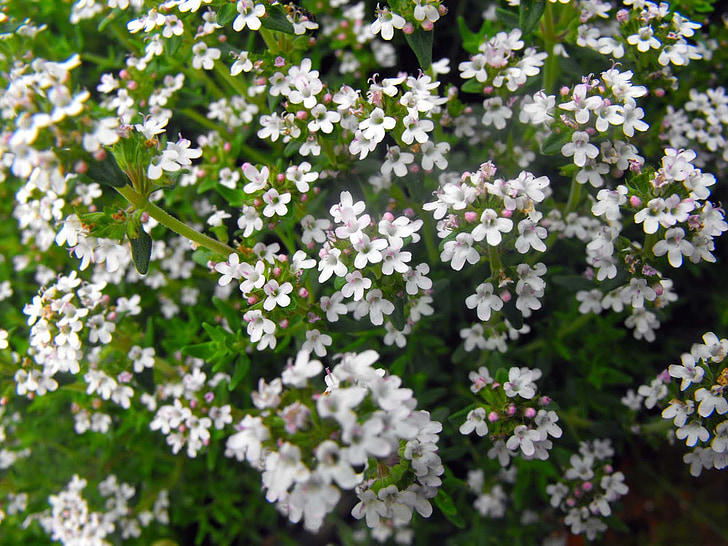flowers, white flowers, plant, shrub, nature, garden