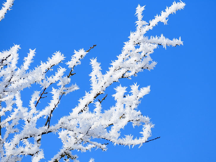 hoarfrost, crystal, branch, sky, blue, frozen, winter