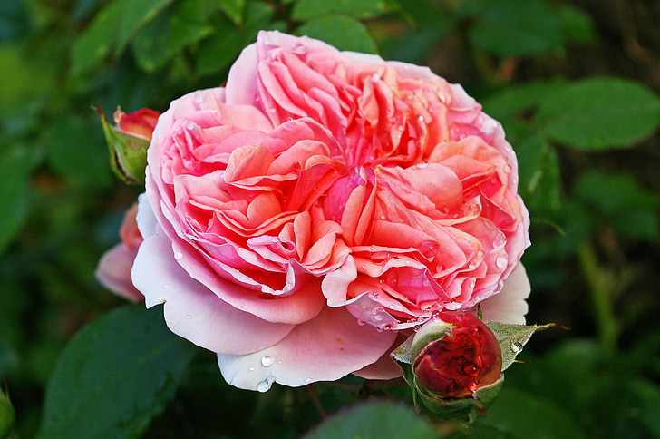 Hoa hồng, có mùi thơm hoa hồng, Blossom, nở hoa, Hoa, Sân vườn, Làm đẹp