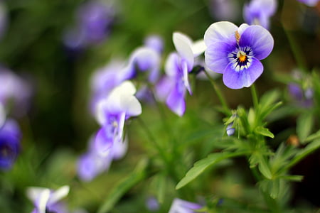 pansy, purple, flower, garden, park, city, spring