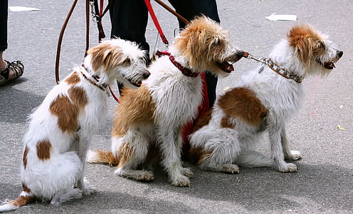 câini, caninii, animale de companie, lesa, limitate, a condus, walker câine