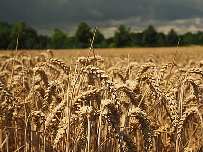 trigo, pico, cereais, grão, campo, campo de trigo, campo de milho