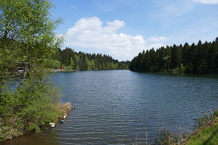 grumbach pond, hahnenklee, pond, lake, water, forest, nature