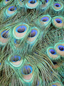 Pauwenveren, Peacock, Kleur, veren van de vogel, sluiten