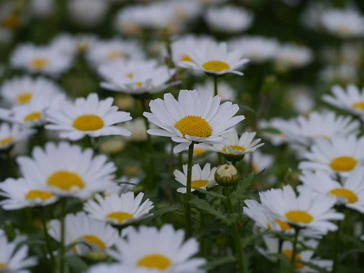 daisy, margaret, countless, gregariousness, one side, flower garden, flowers