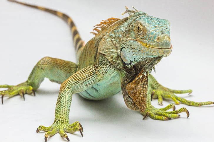 Iguana verda, fons blanc, rèptil, vida animal silvestre, un animal, animal, temes d'animals