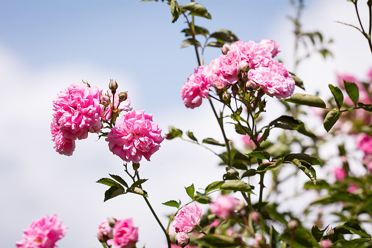 roses, flowers, pink, pink roses, pink flowers, garden, in the garden