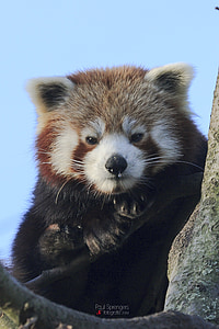 røde panda, Bjørn, Zoo, dyr, pattedyr, Wildlife, Panda - dyr