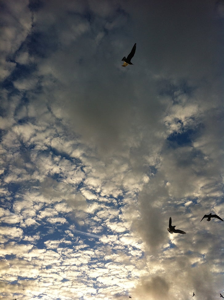 aire, Seagull, nubes, aves