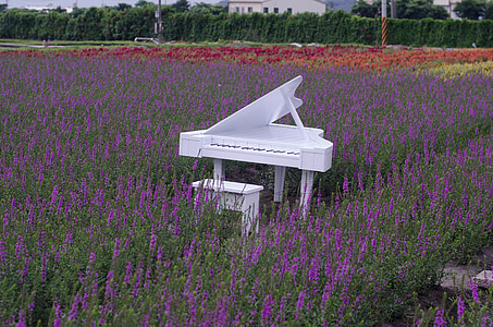 lavender fields with white piano, a sea of lavender flowers, purple color, white piano, landscape, travel, taiwan