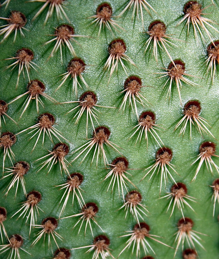 Cactus, plant, groen, natuur, spikes, doornen
